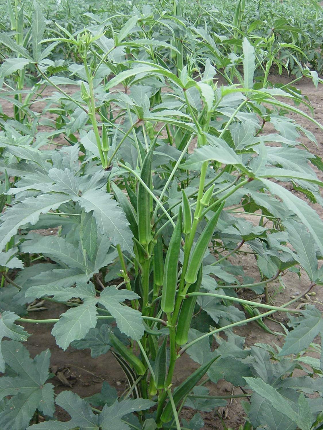 Bhindi (Arka Anamika)