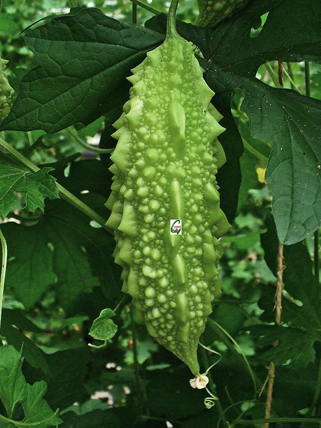 Bittergourd-preethi