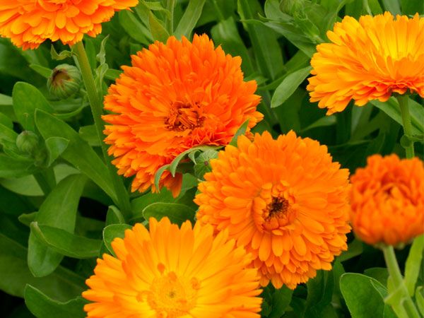 Calendula Extra Orange Double
