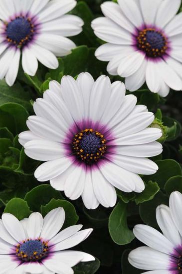 Dimorphothica White King(Osteospermum)