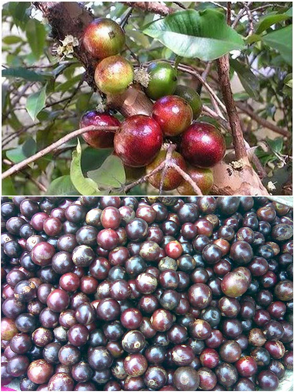 Flacourtia Jangomas Flacourtia Jangomas Loobi Fruit Plant Tasty Tropical Fruit Healthy Live Plants Plant Aromatic Plant (1 Healthy Live Plant)