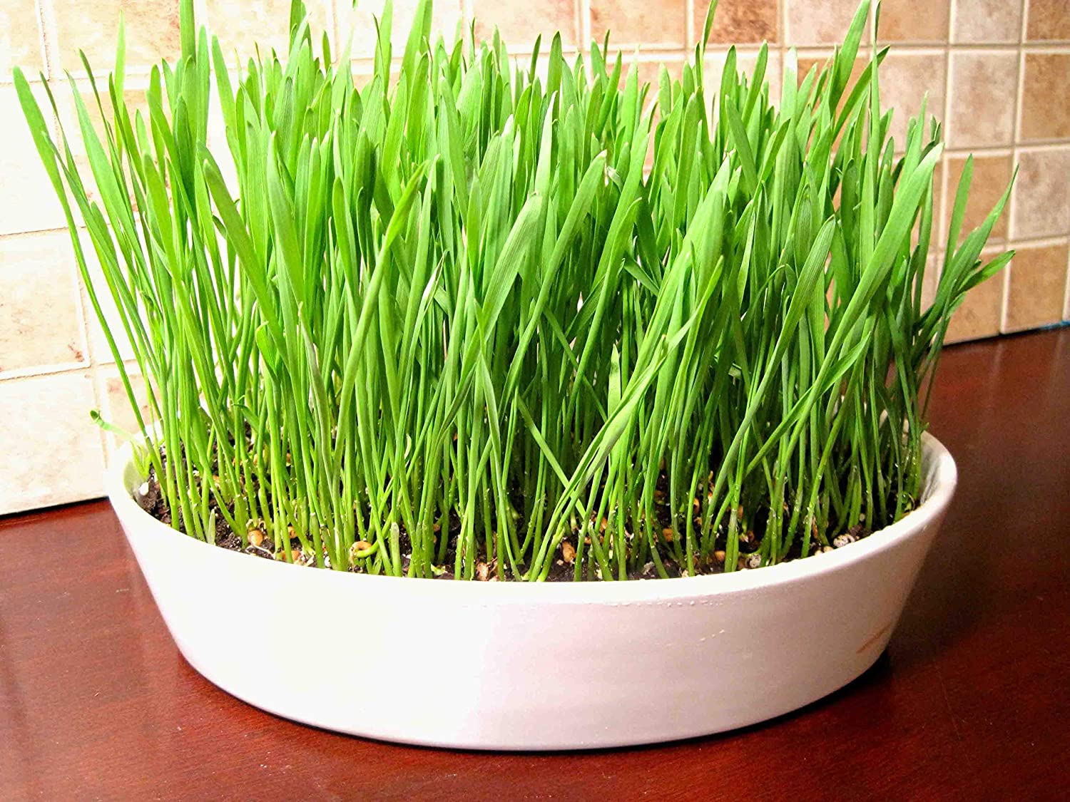 Wheatgrass Microgreens Seeds