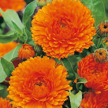 Calendula Extra Orange Double