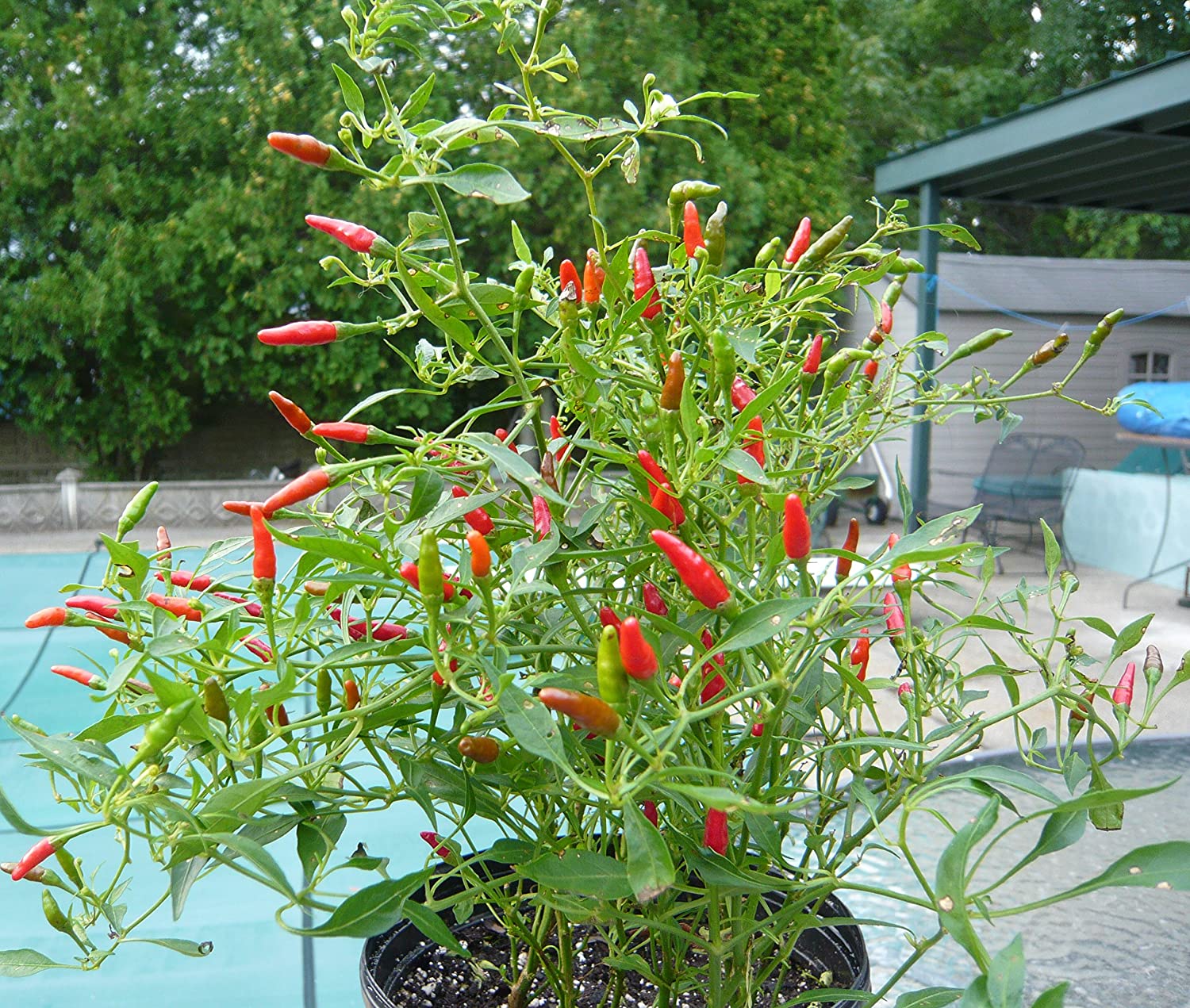 Bird Chilli -Red