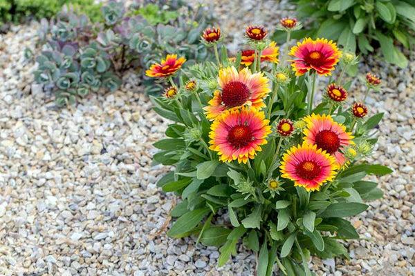 Gaillarda (Blanket flower) quality flower seeds garden all season