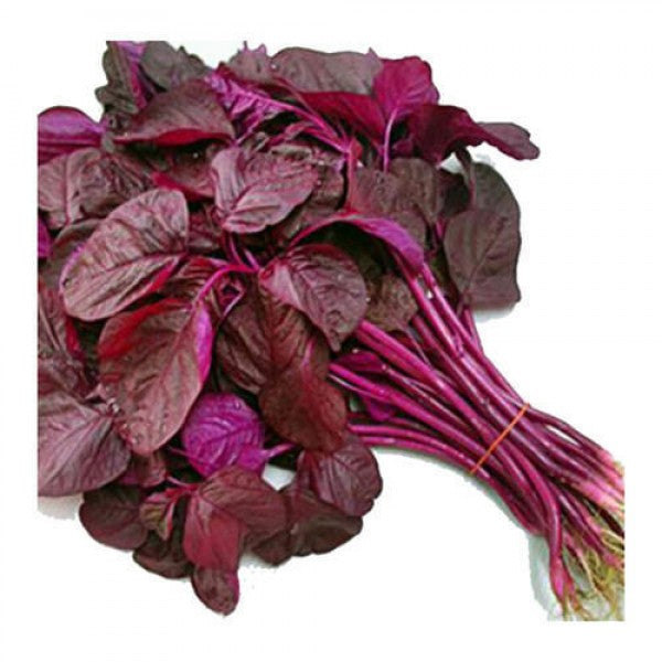 Amaranthus Red