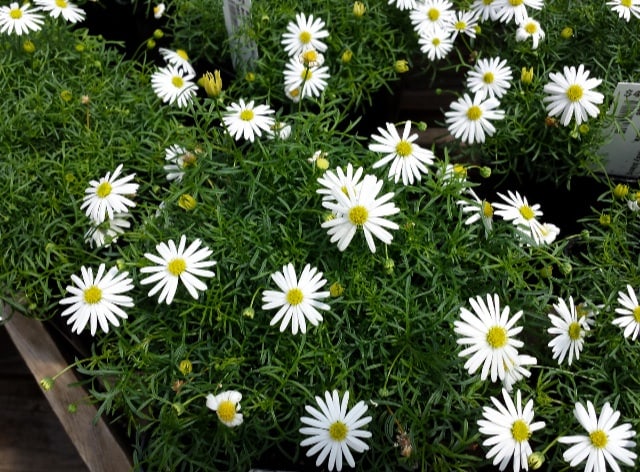 Metrecaria Gold Star 'Surdaisy White'