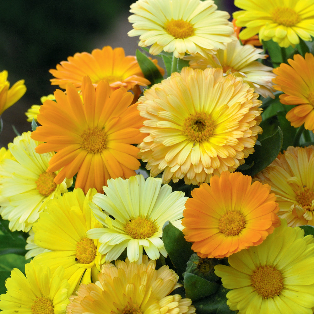 Calendula  Fiesta Yellow