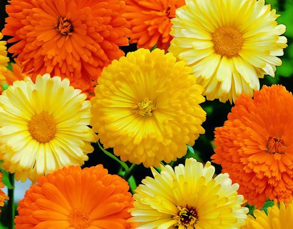 Calendula Fiesta Yellow