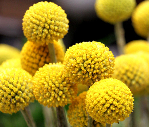Drum stick Globosa Yellow