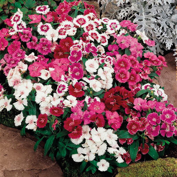 Dianthus F2 Dwarf Mix