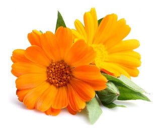 Calendula Officinalis Fiesta