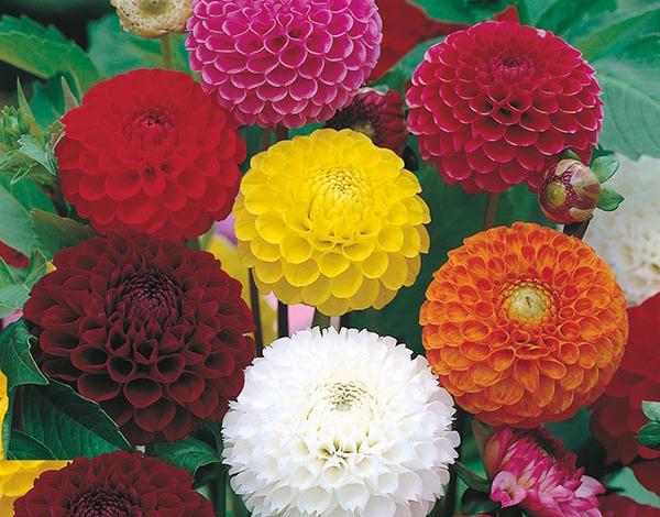 Dahlia Pompon Mixed