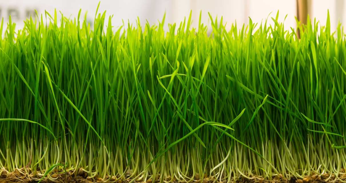 Wheatgrass Microgreens Seeds