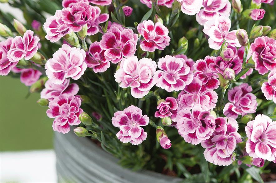 Dianthus F2 Dwarf Mix