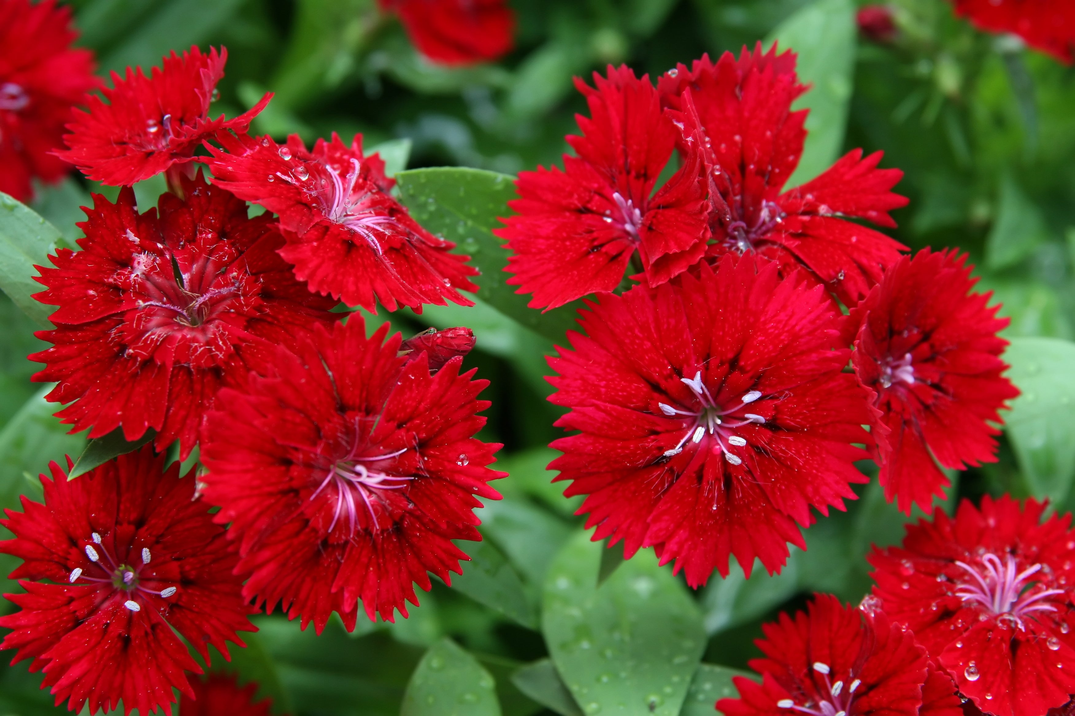 Dianthus Scarlet Red