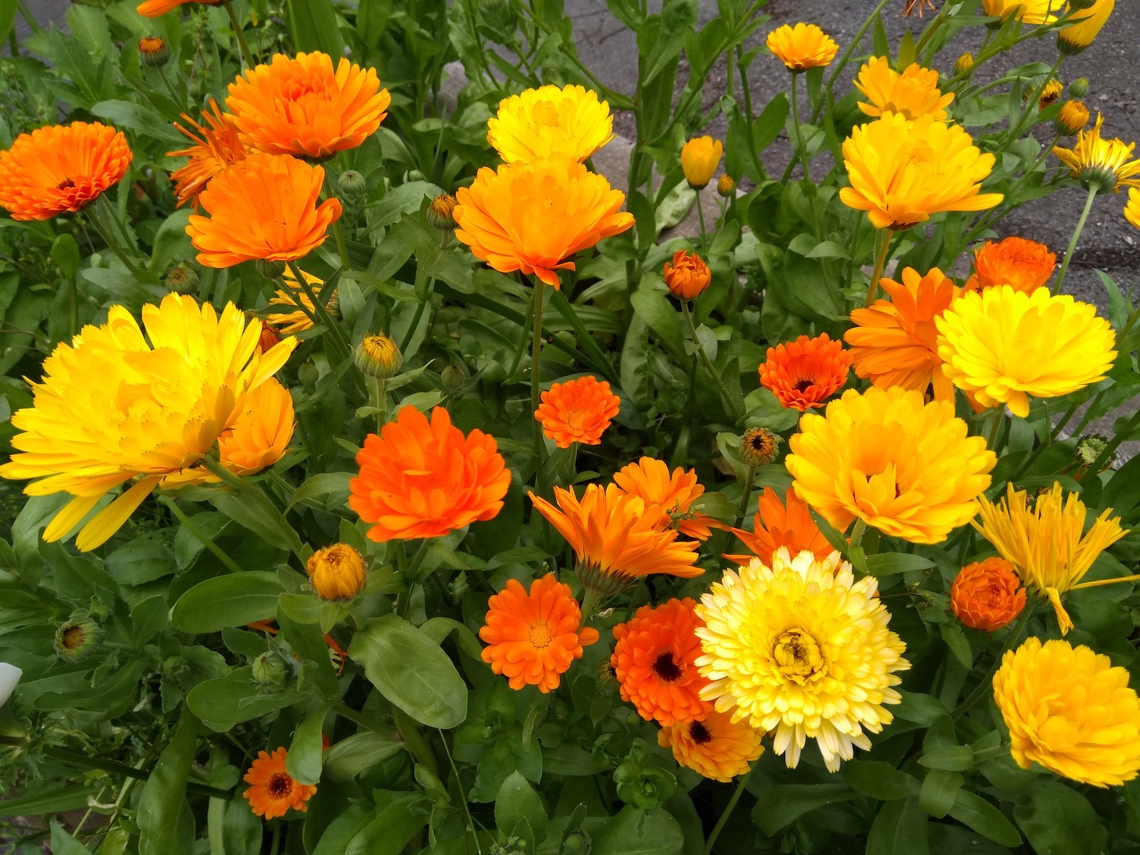 Calendula Extra Orange Double