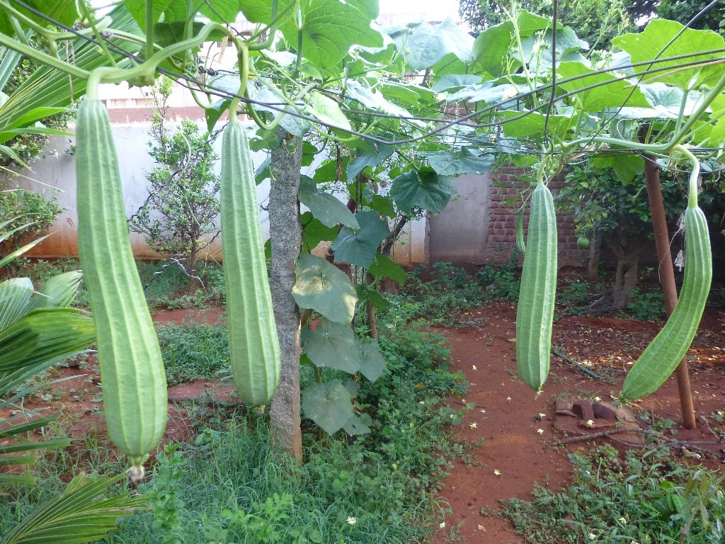 Ridge Gourd