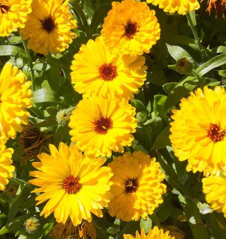 Calendula Fiesta Yellow