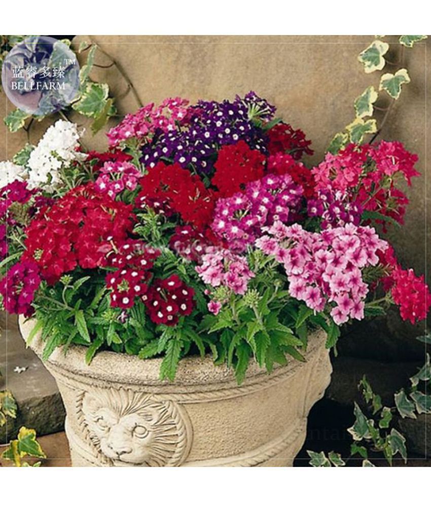 Verbena Ideal Florist Mixed