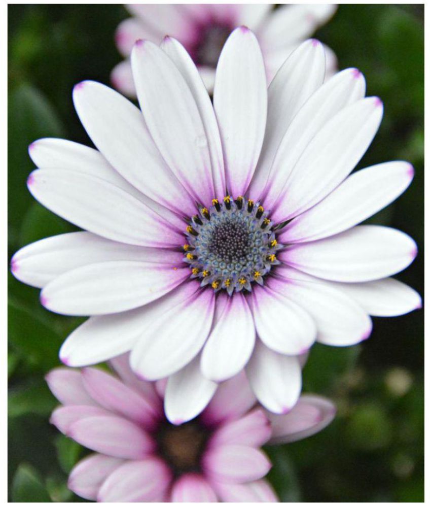 Dimorphothica White King(Osteospermum)