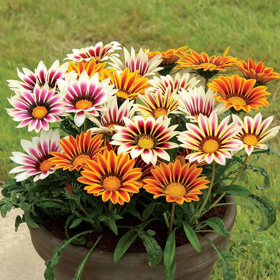 Gazania Sunshine Hybrid Mixed  (Treasure Flower)