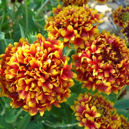 Gaillardia Dwarf Dbl Mixed