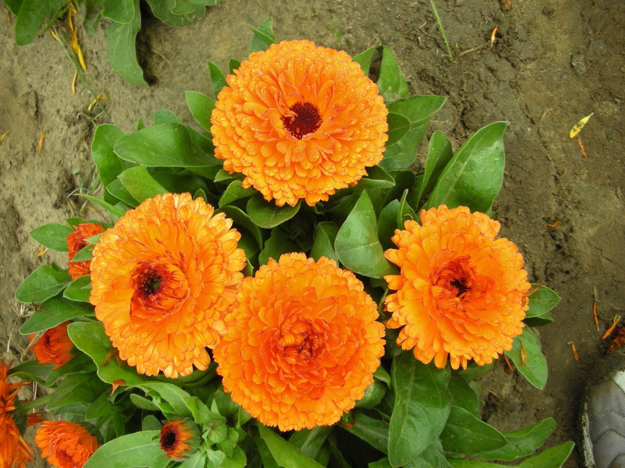 Calendula Extra Orange Double