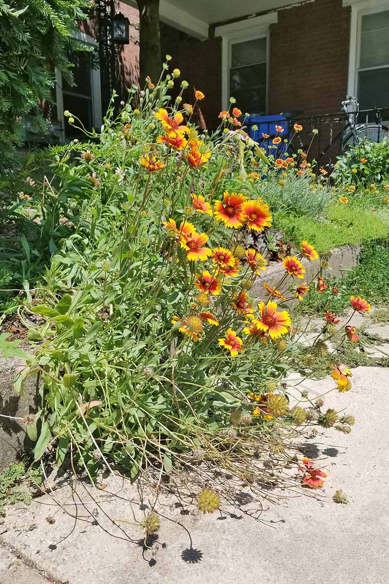 Gaillarda (Blanket flower)