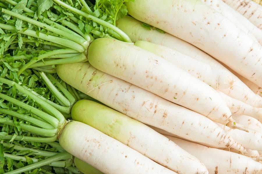Radish -Snow White