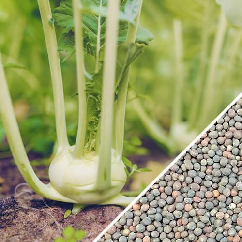 Kohlrabi Seeds