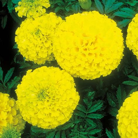 Marigold Gulzafri Yellow