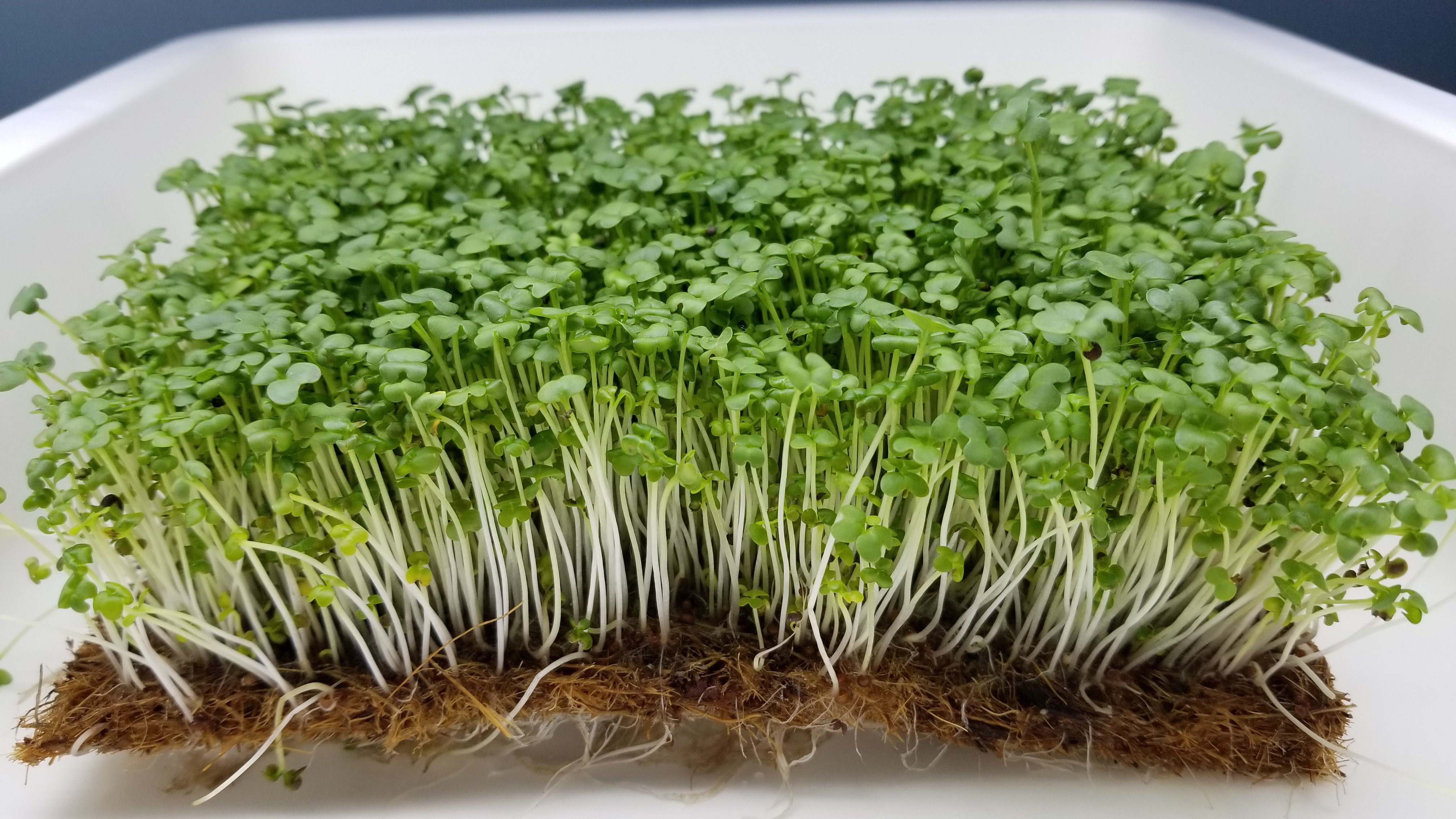 Green Mustard Microgreens Seeds