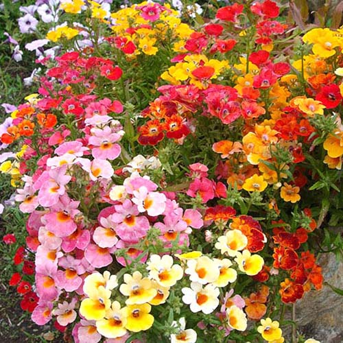 Nemesia Giant Carnivel Mixed