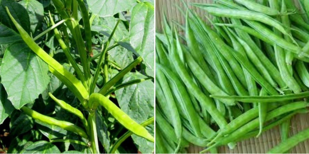 Guar Bean