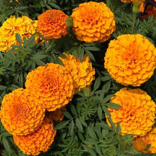Marigold Gulza.Fri Orange