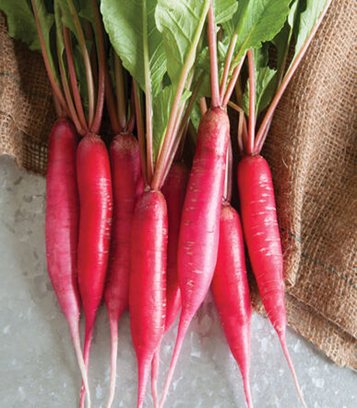 Radish Full Red Seeds