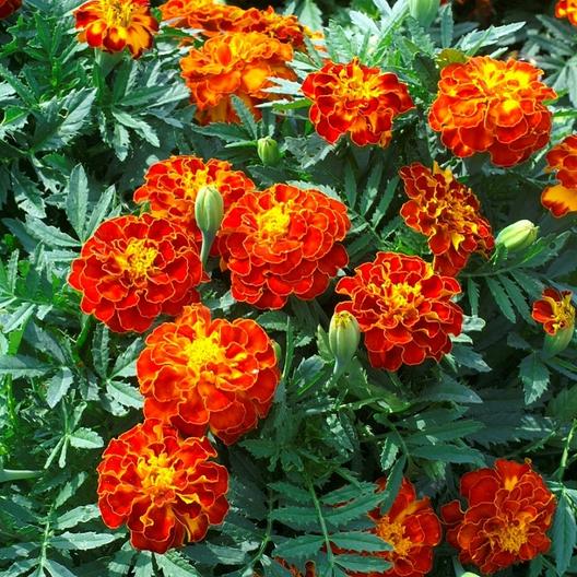 French Marigold Bolero Red