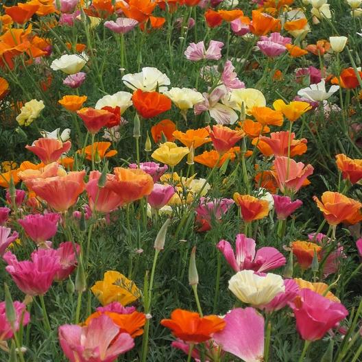 California Poppy Mixed