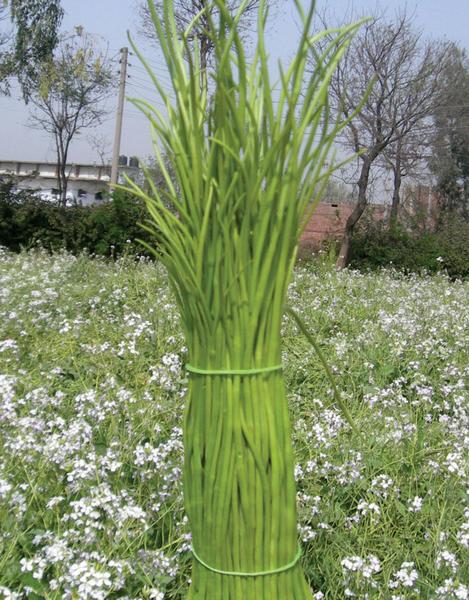 Singra (Mongra) Seeds