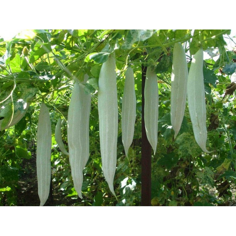 Snakegourd