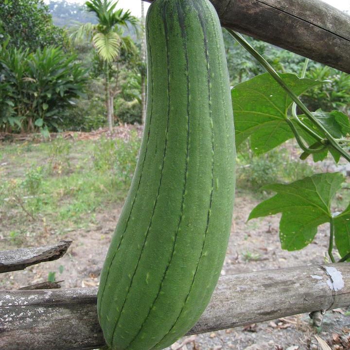 Sponge Gourd Dark Seeds