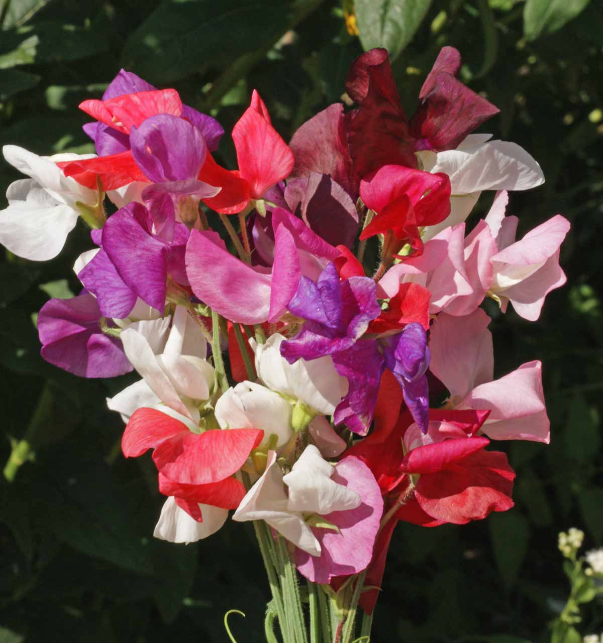 Sweet Pea Royal Faimily Mix