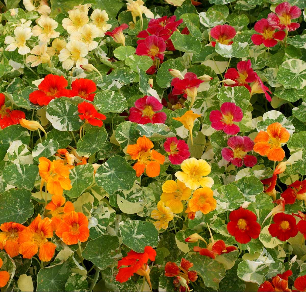 Nasturtium Variegated Mix  (Mimulus Mystic Mix )