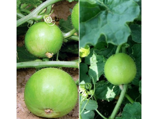 Apple Gourd Seeds