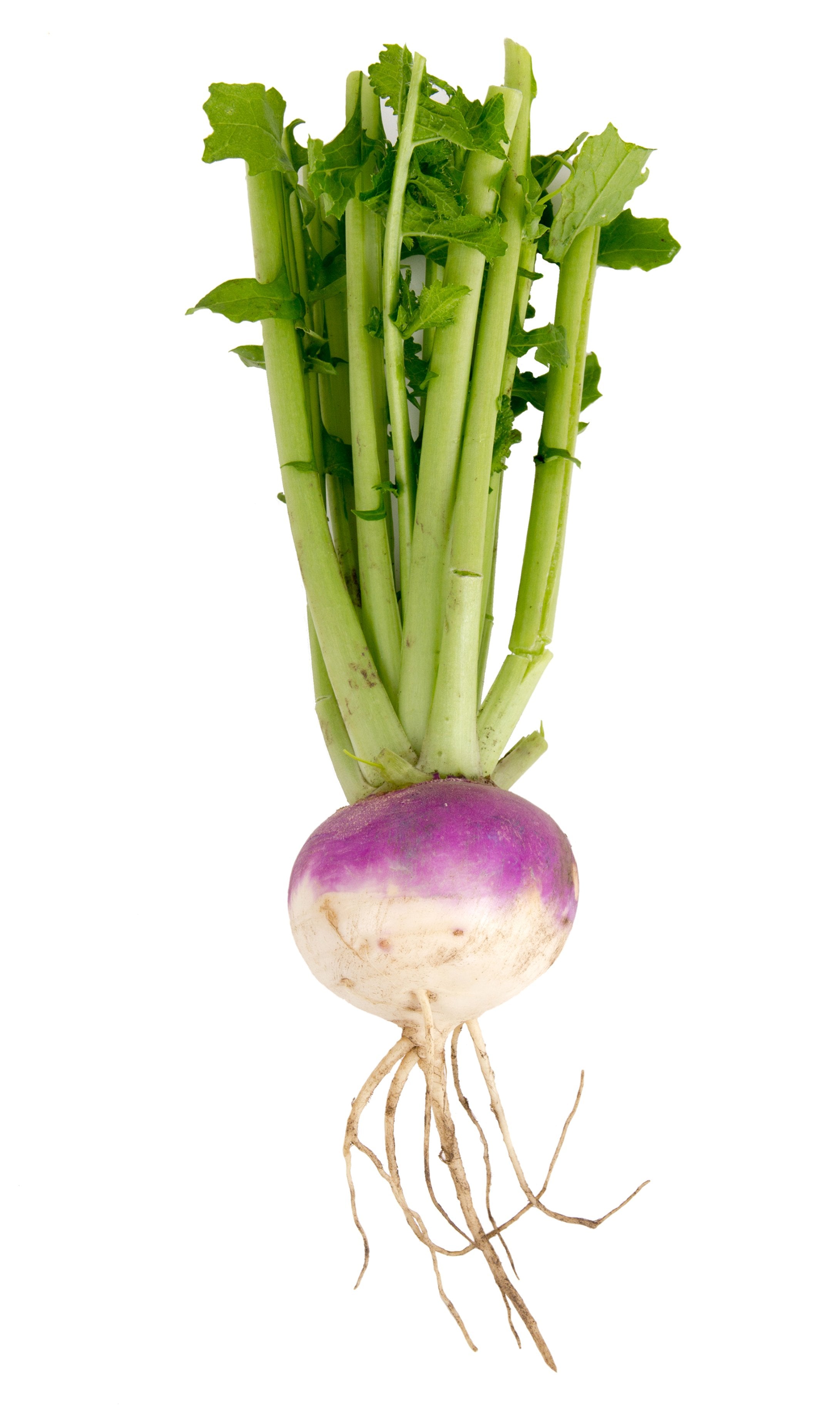 Turnip Purple Seeds