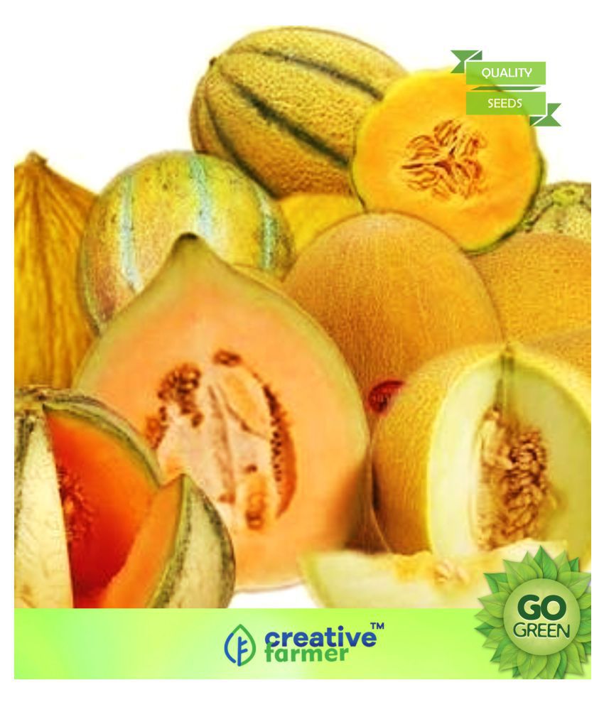 Musk Melon Golden (Orange Flesh) Seeds