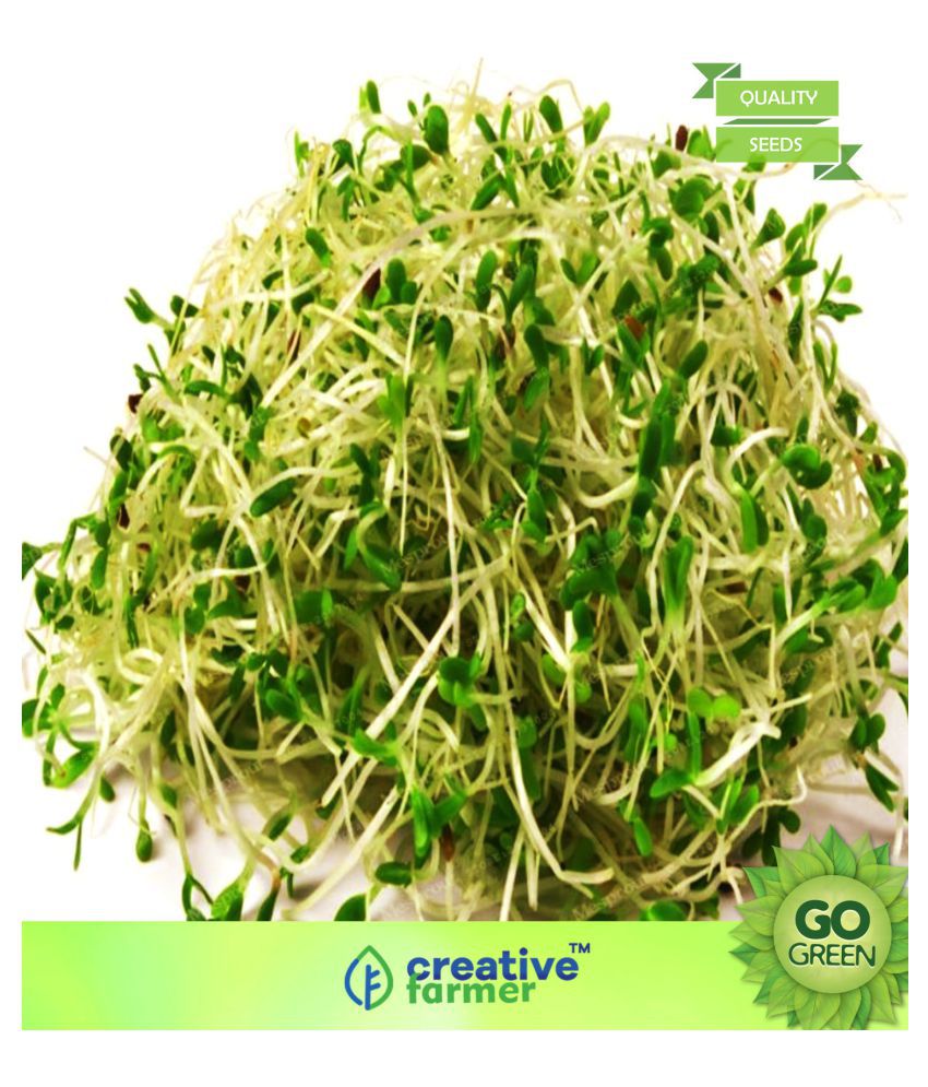 Alfalfa Microgreens Seeds