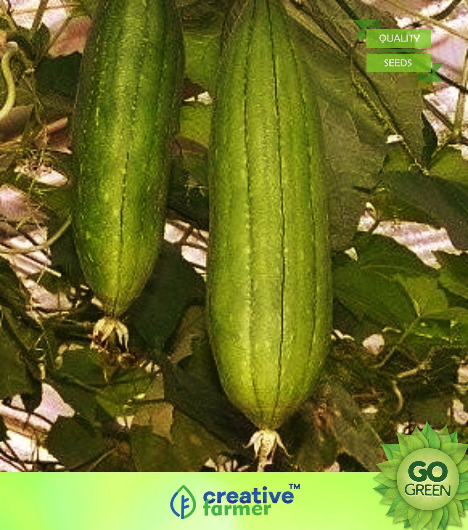 Sponge Gourd Dark Seeds