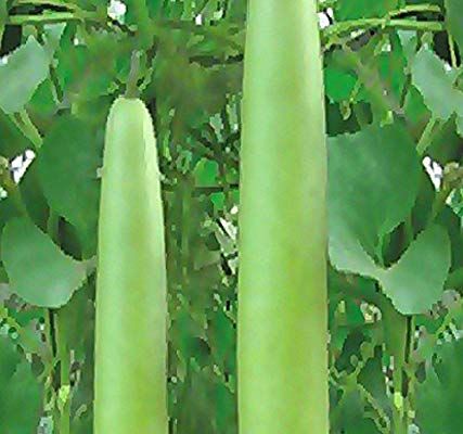Long Melon Seeds